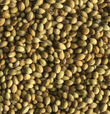 Whole Coriander Seeds